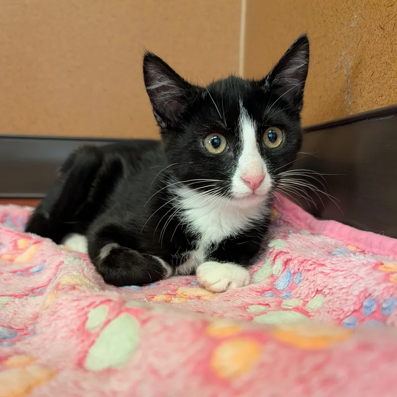 A baby small-sized male Black & White / Tuxedo Domestic Short Hair cat named Ross for adoption in Rochester, MN