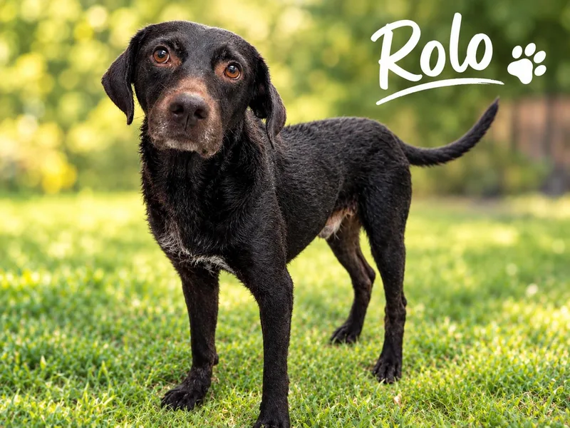 Rolo thumbnail 3