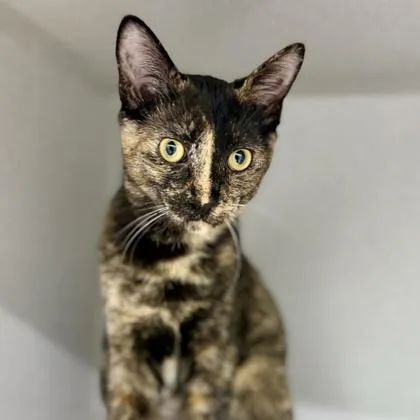 A baby small-sized female Black Domestic Short Hair cat named Aire for adoption in Atlanta, GA