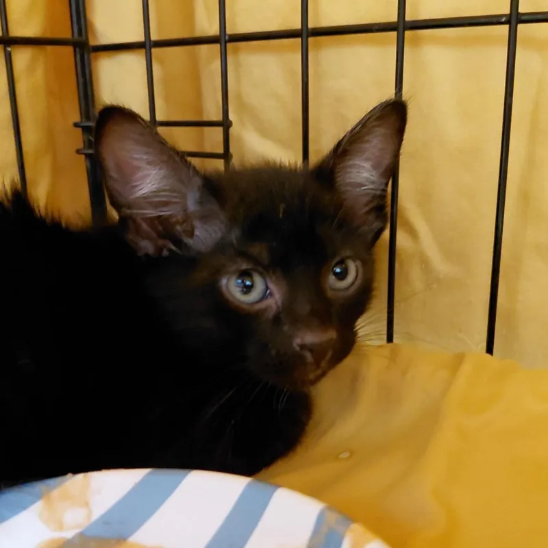 A baby small-sized male Black Domestic Short Hair cat named Storm for adoption in Brighton, MO