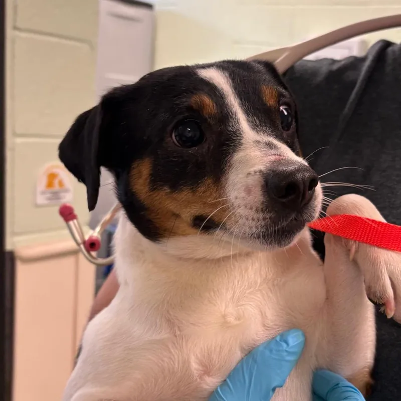 An adult small-sized male Black Jack Russell Terrier dog named Leland for adoption in West Palm Beach, FL
