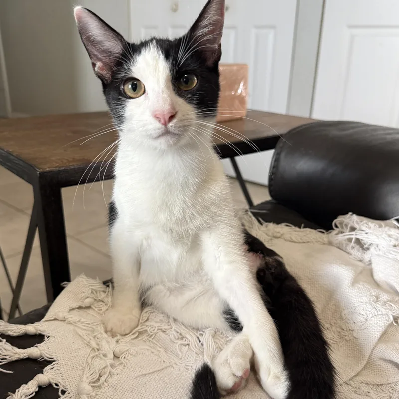 A baby small-sized male Domestic Short Hair cat named Lieutenant Dan for adoption in New Smyrna Beach, FL
