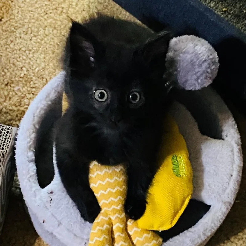 A baby small-sized male Black Domestic Medium Hair cat named Maverick for adoption in Pasadena, CA