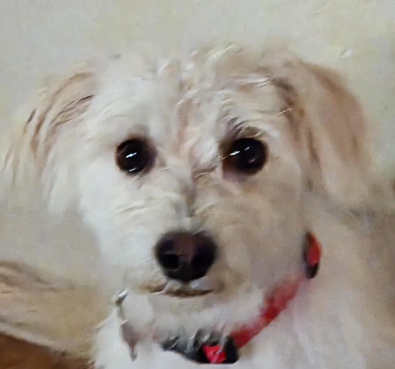 An adult small-sized male White / Cream Maltese dog named Avis for adoption in Tucson, AZ