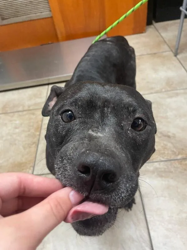 An adult medium-sized female Black Mixed Breed dog named Mulan for adoption in Cincinnati, OH