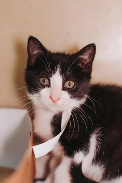 A young small-sized female Domestic Short Hair cat named A Caroline for adoption in North Charleston, SC
