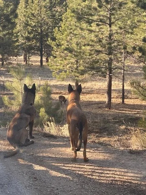Lula located in CO thumbnail 6
