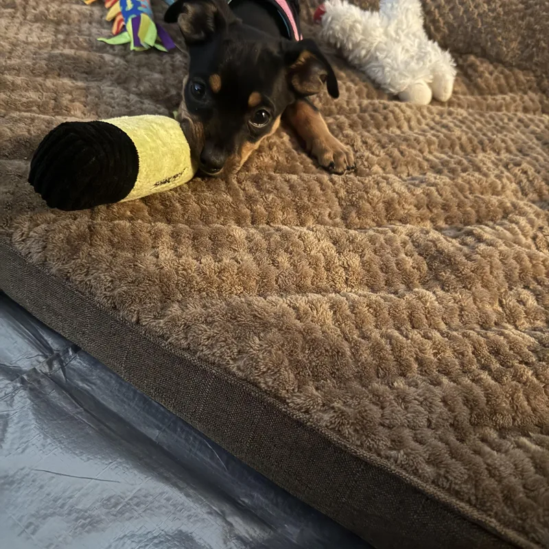 Sailor Shortcake thumbnail 2