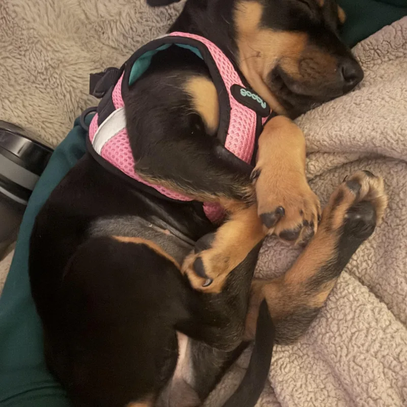 Sailor Shortcake thumbnail 3