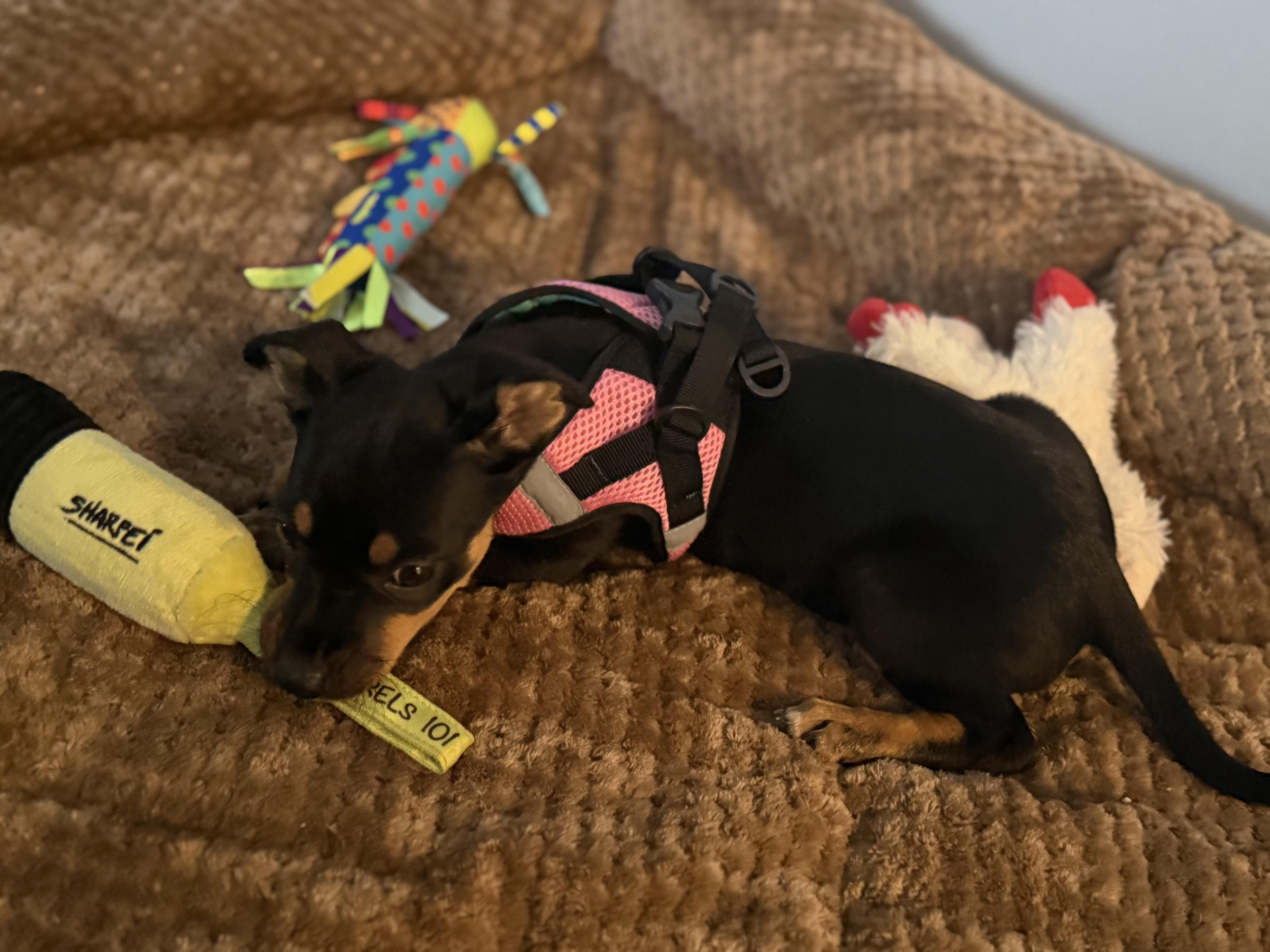 Sailor Shortcake thumbnail 4