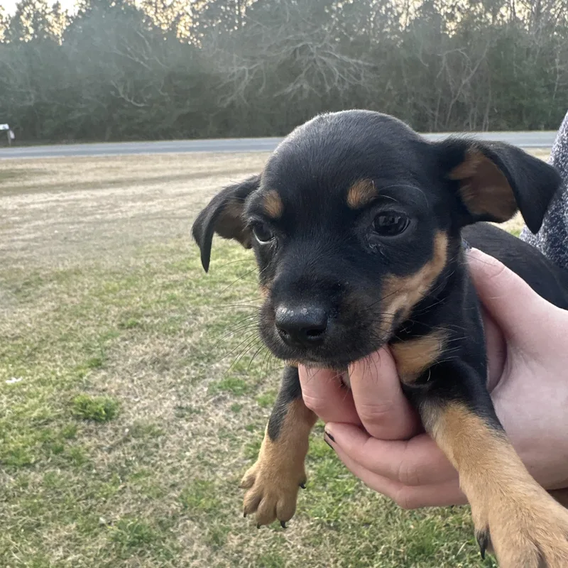 Sailor Shortcake thumbnail 5