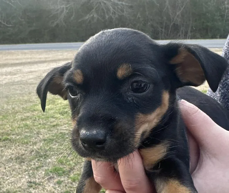 Sailor Shortcake thumbnail 6