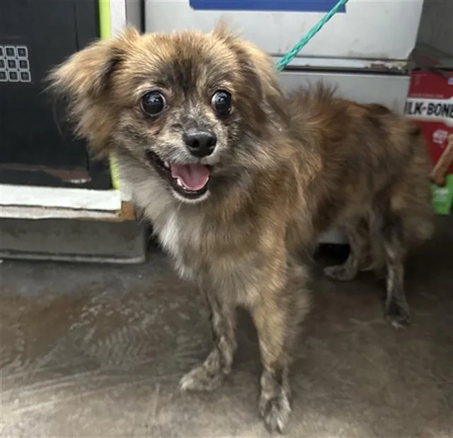 An adult small-sized male Mixed Breed dog named Forest for adoption in Dallas, TX