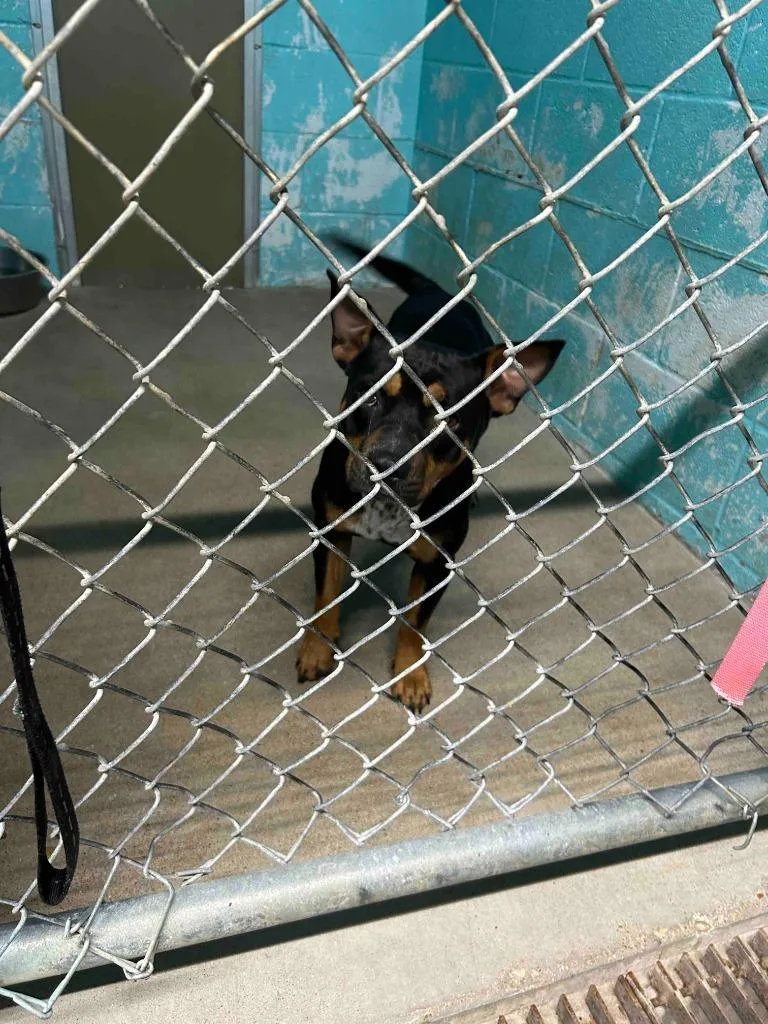 A young small-sized female Mixed Breed dog named Nila for adoption in Glen Rose, TX