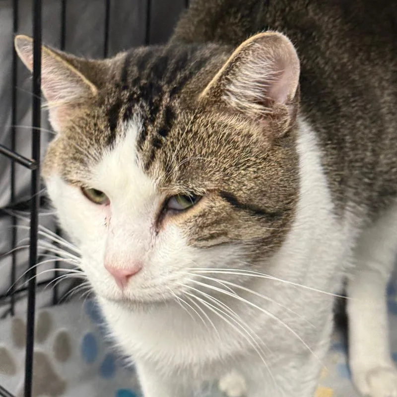 An adult small-sized male Brown / Chocolate Domestic Short Hair cat named Jameson for adoption in Normal, IL