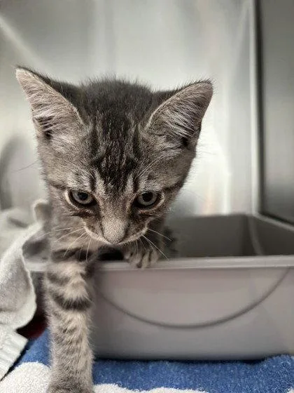 A baby small-sized male Domestic Short Hair cat named Bryce for adoption in Oakland, CA