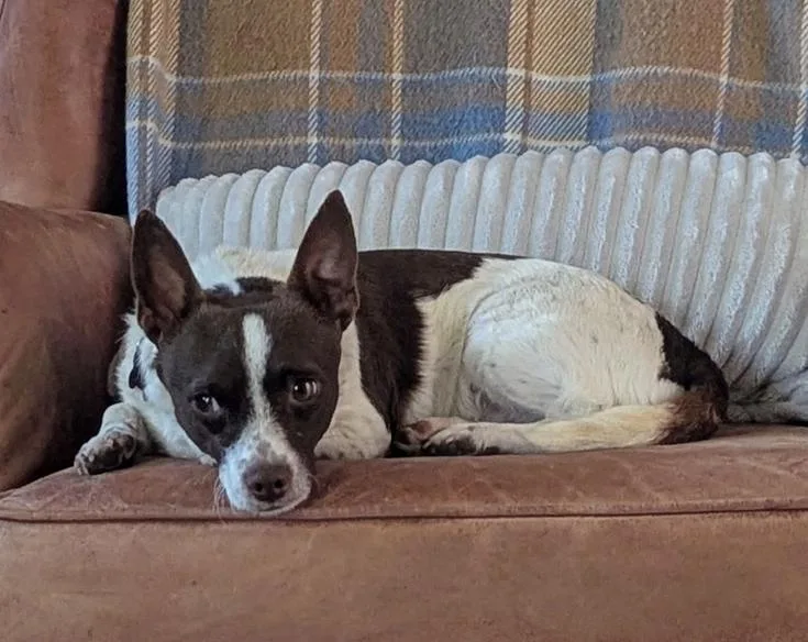 An adult small-sized male Chihuahua dog named Aragorn for adoption in Bothell, WA