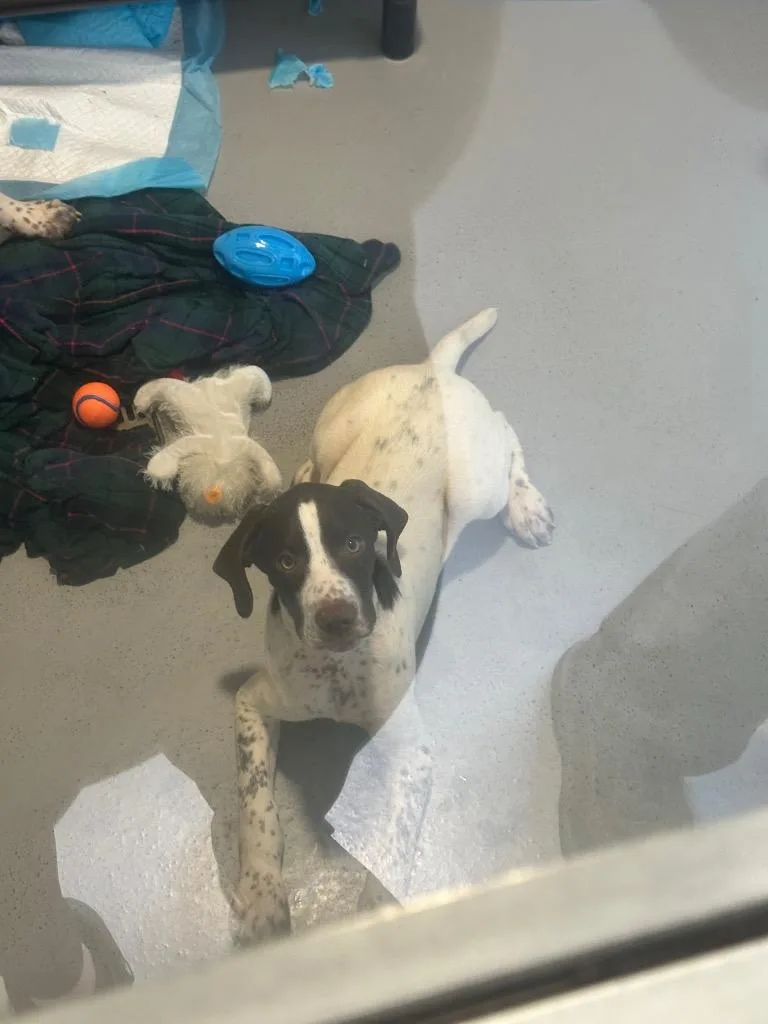 A baby medium-sized male German Shorthaired Pointer dog named Gunner for adoption in Hyde Park, NY