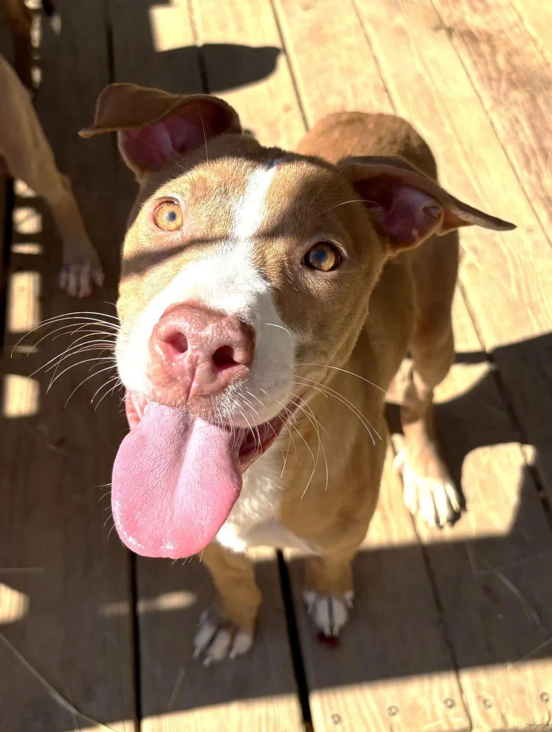 A young large-sized female Pit Bull Terrier dog named Apricot Jam for adoption in Wetumpka, AL