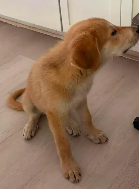 A baby medium-sized female Golden Great Pyrenees dog named Magpie for adoption in Vernon, CT