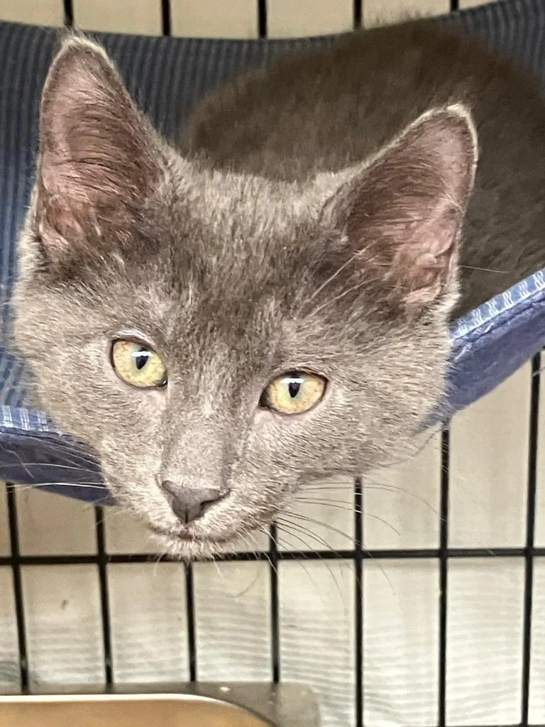 A baby small-sized male Russian Blue cat named Viserys for adoption in Lunenburg, MA