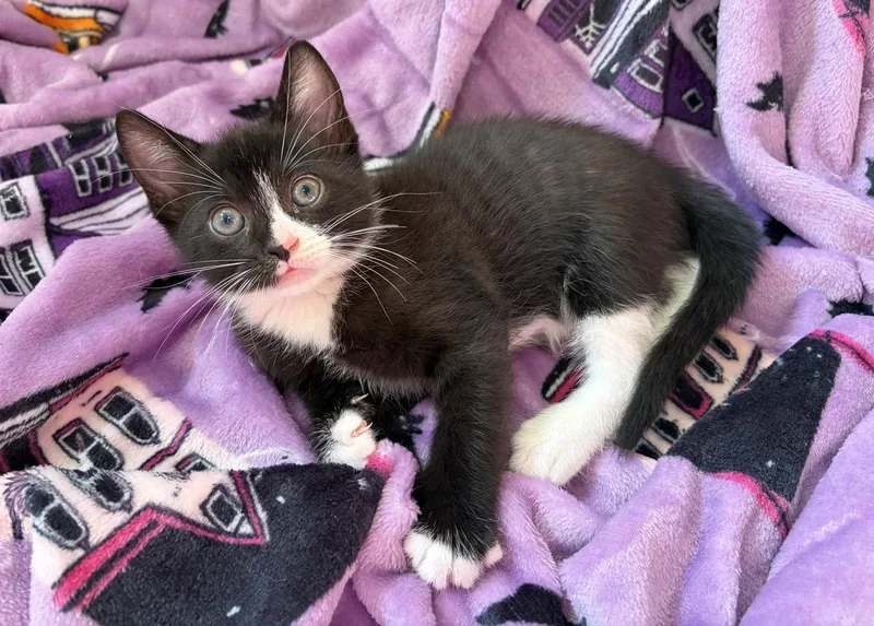 A young medium-sized male American Shorthair cat named Hagrid for adoption in Orlando, FL