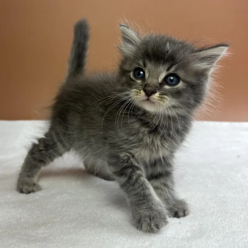 A baby small-sized male Gray / Blue / Silver Domestic Medium Hair cat named Crawler for adoption in San Antonio, TX