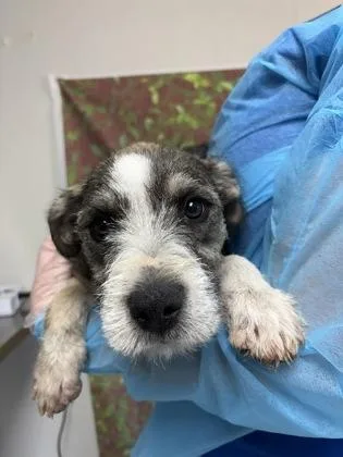 A young small-sized male Terrier dog named Roman for adoption in San Antonio, TX