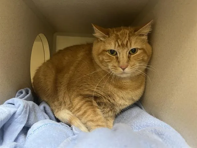 An adult small-sized male Domestic Short Hair cat named Nugget for adoption in Denver, CO