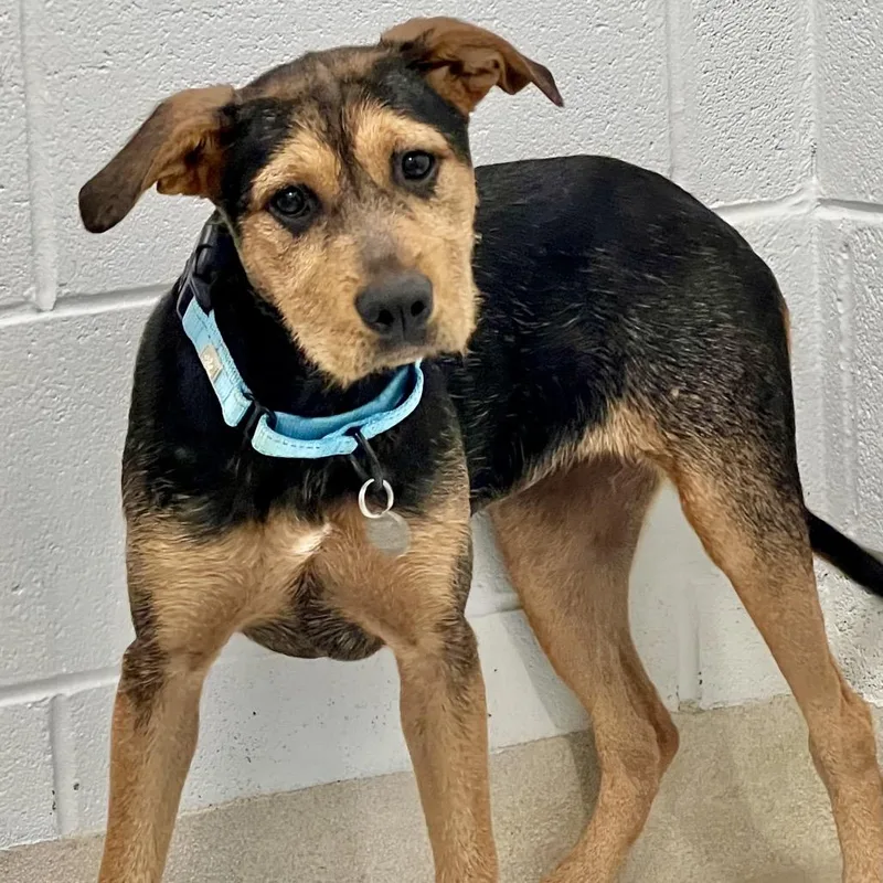 A baby medium-sized female Brown / Chocolate Mixed Breed dog named Blondie for adoption in Marshall, VA