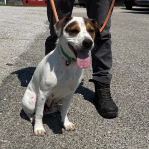 An adult medium-sized female White / Cream Beagle dog named Denice for adoption in Erie, PA