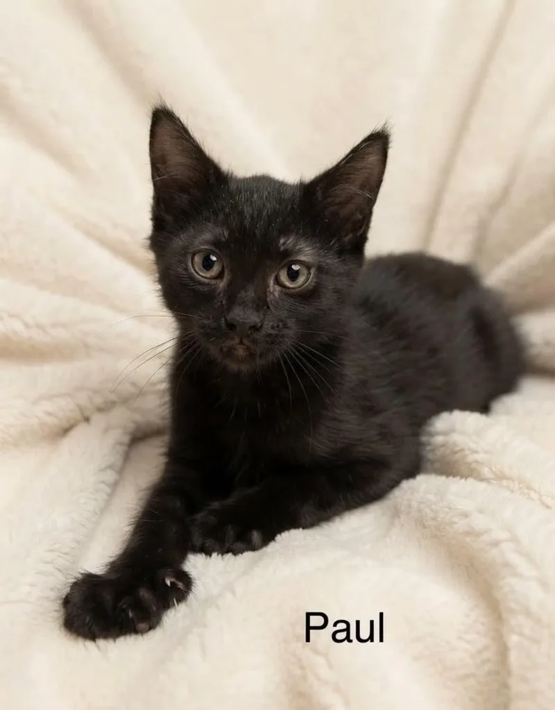 A baby medium-sized male Black Bombay cat named Paul for adoption in Wyandotte, MI