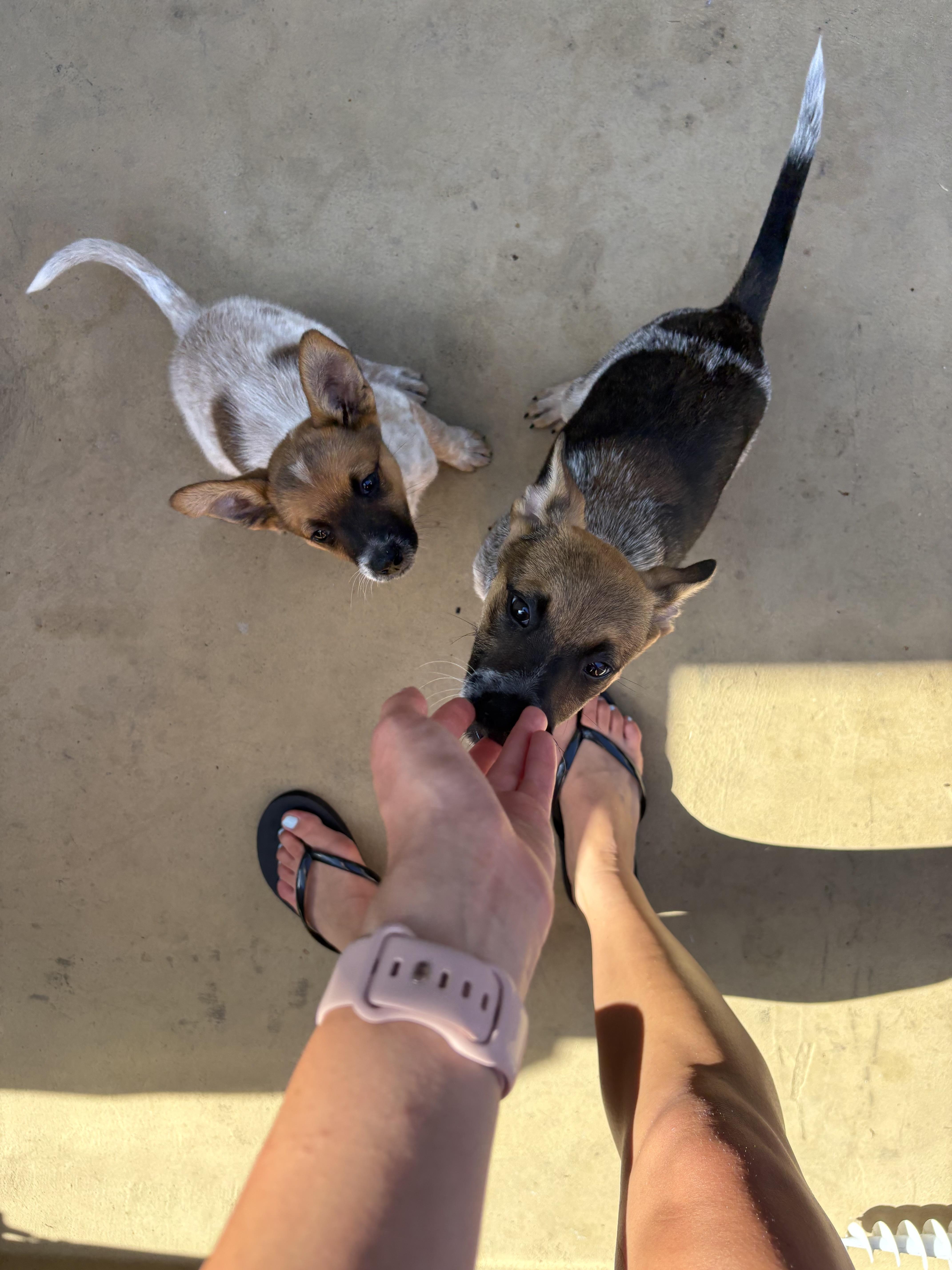 A baby medium-sized female Apricot / Beige Australian Cattle Dog / Blue Heeler dog named Kahlua for adoption in Encino, CA
