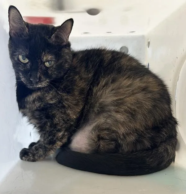 A senior small-sized female Domestic Short Hair cat named Daisy for adoption in Houston, TX