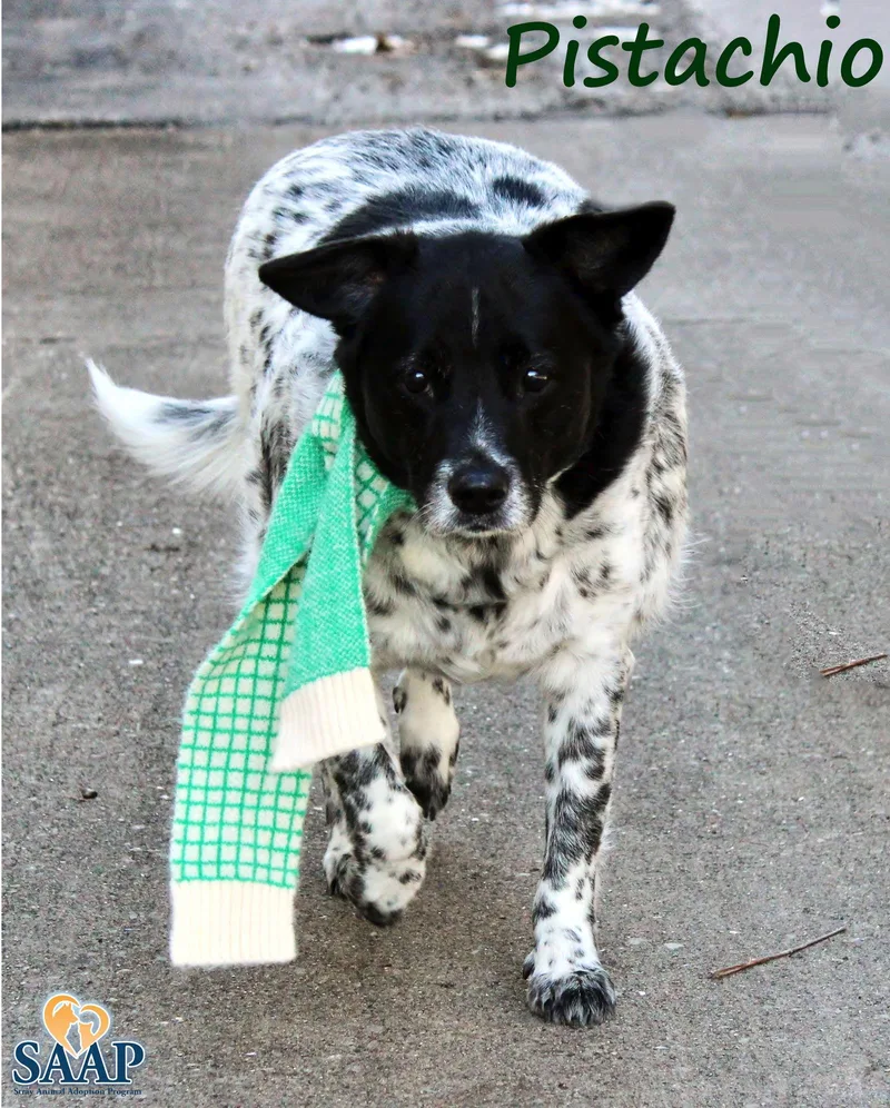 Pistachio thumbnail 2