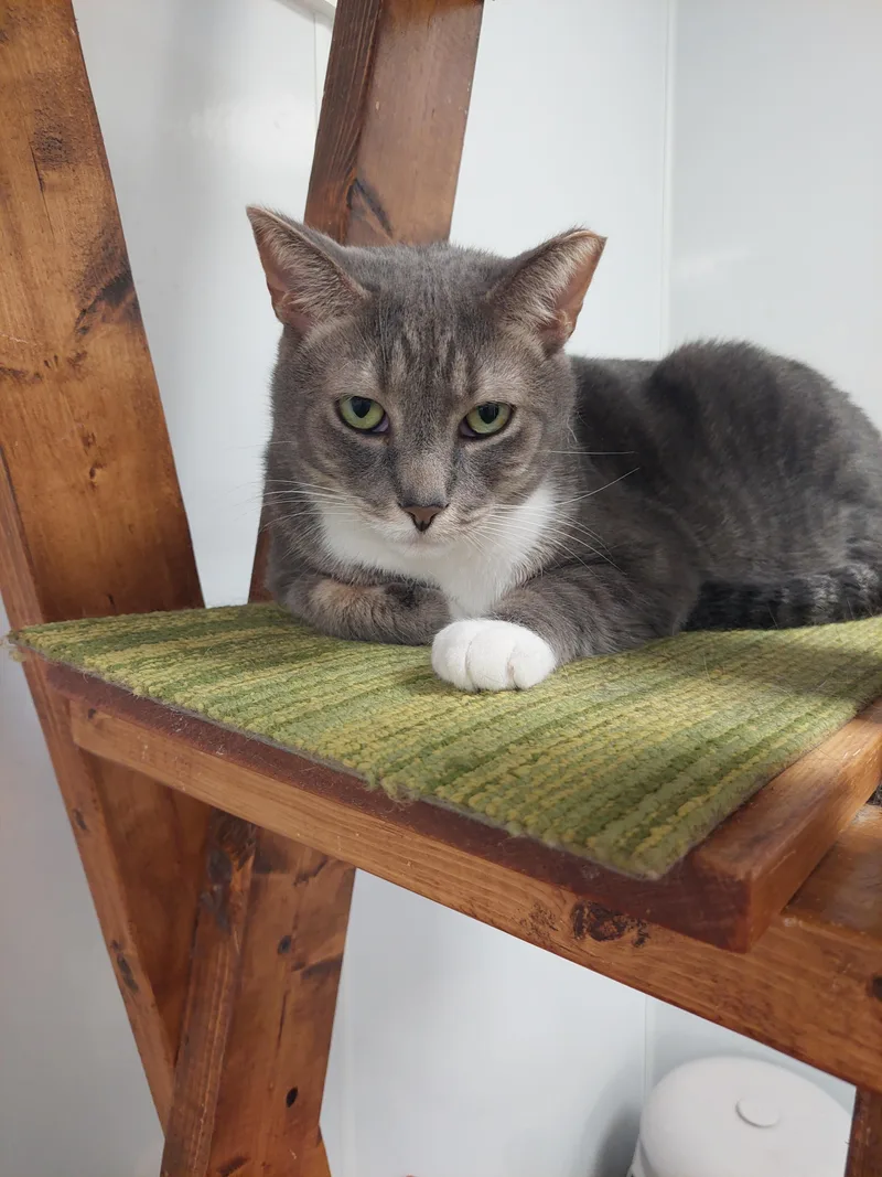 Peanut Kline thumbnail 2