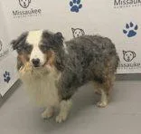 An adult extra large-sized male Australian Shepherd dog named Bingo for adoption in Lake City, MI