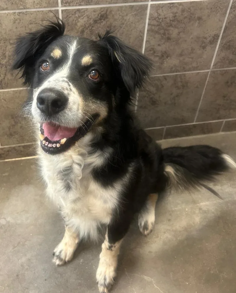 A senior large-sized male Border Collie dog named Bruno for adoption in Midland, TX