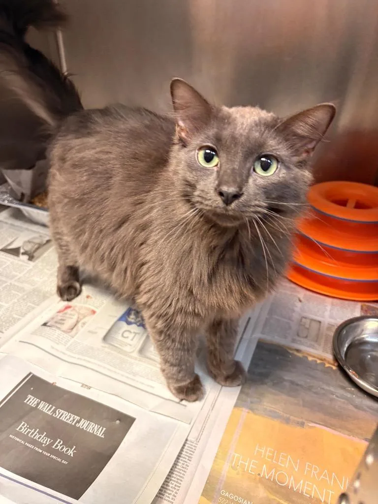 A baby medium-sized male Domestic Long Hair cat named Fuzz Aldrin for adoption in Detroit, MI