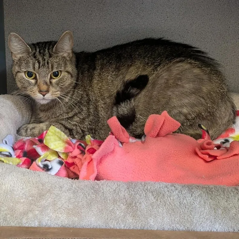 An adult small-sized female Brown / Chocolate Domestic Short Hair cat named Pepper for adoption in Greenville, PA