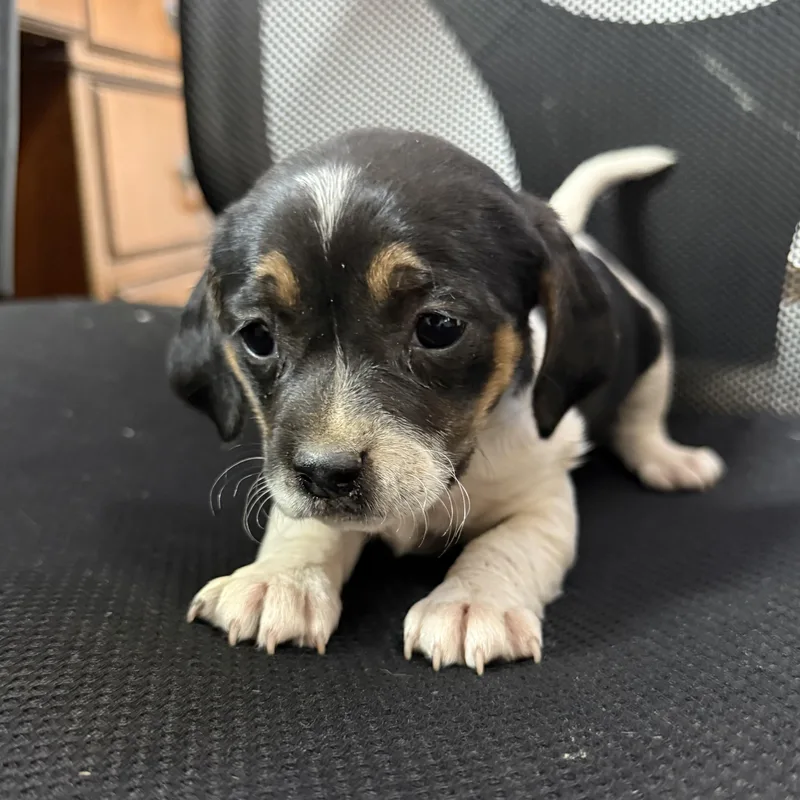 Hot Honey Mustard thumbnail 2