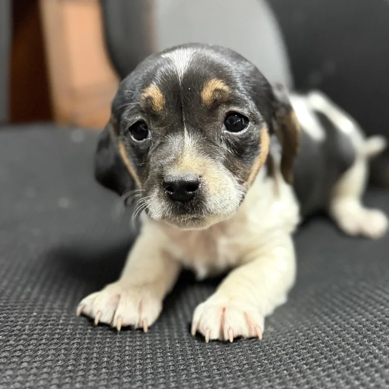 A baby small-sized female Tricolor (Brown, Black, & White) Beagle dog named Hot Honey Mustard for adoption in Columbia, SC