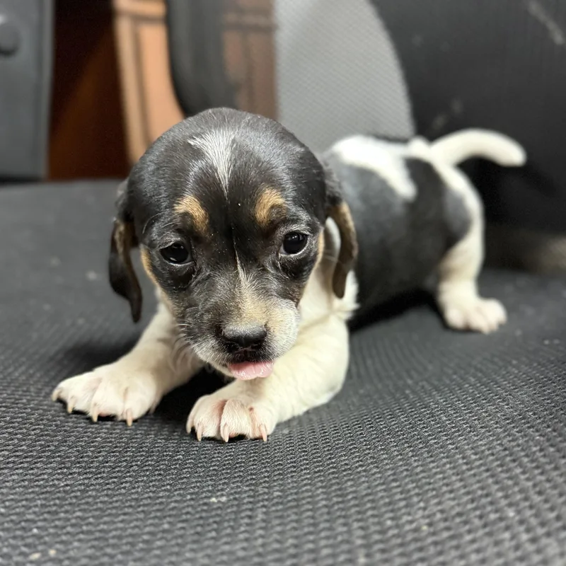 Hot Honey Mustard thumbnail 3