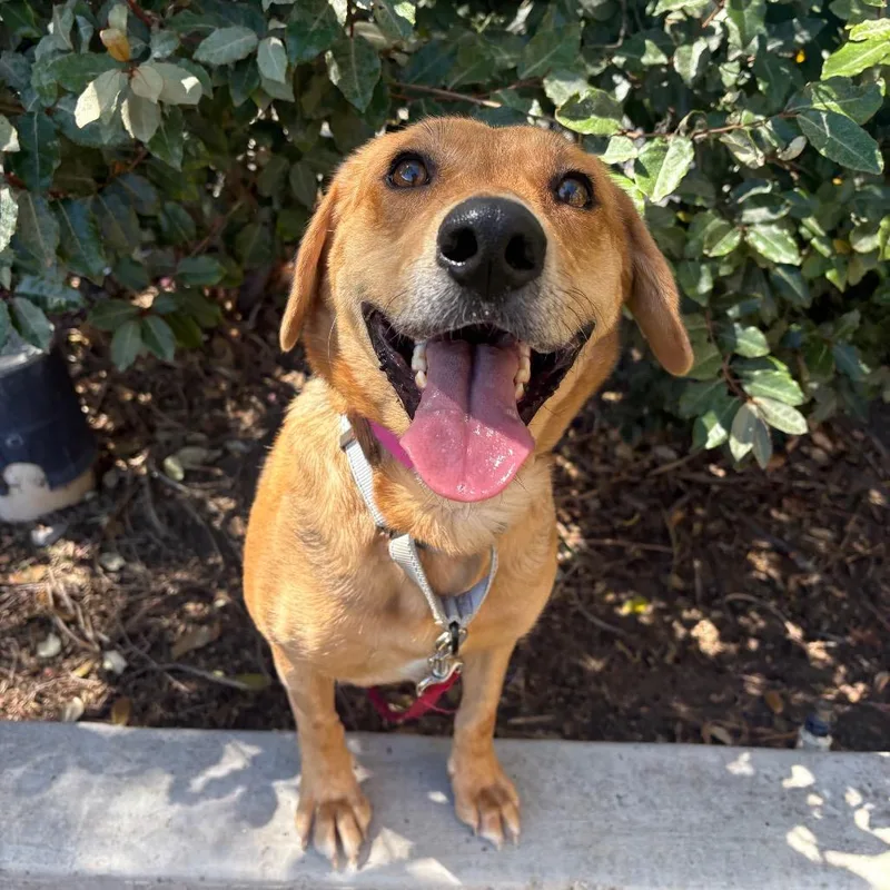 An adult medium-sized female Brown / Chocolate Catahoula Leopard Dog dog named Speckle for adoption in Albuquerque, NM