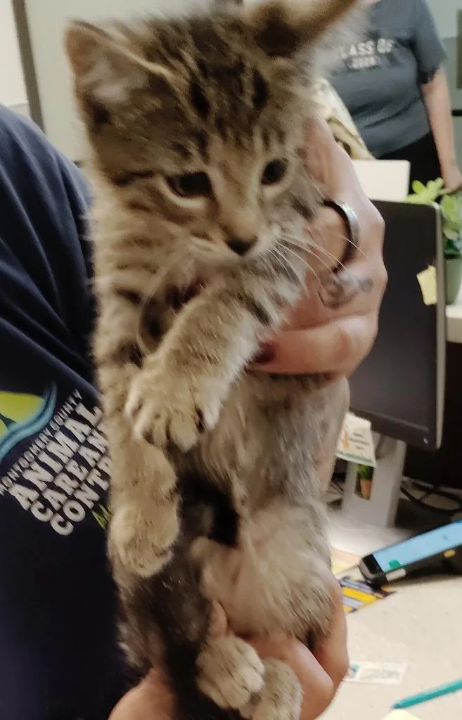 A baby medium-sized male Domestic Short Hair cat named Fargo for adoption in Clarksville, TN