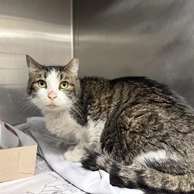 An adult medium-sized female Domestic Short Hair cat named Vision for adoption in San Antonio, TX