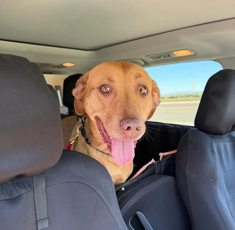 A young medium-sized female Red / Chestnut / Orange Rhodesian Ridgeback dog named Priscilla for adoption in Plummer, ID