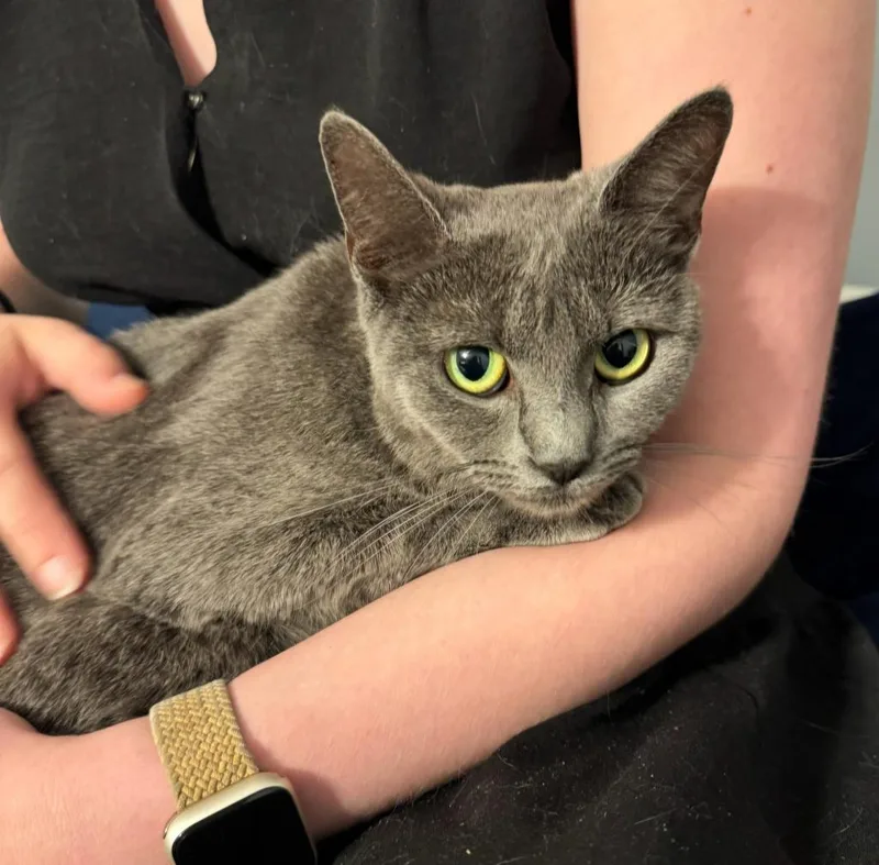 A young medium-sized female Gray / Blue / Silver Domestic Short Hair cat named Marshmallow & Ambrosia for adoption in Medfield, MA
