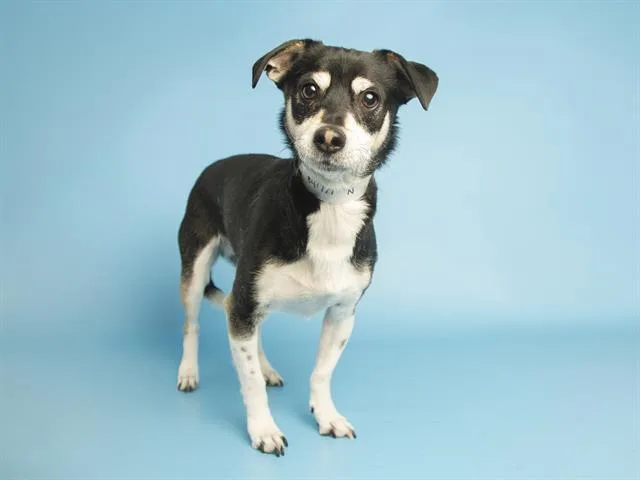 An adult small-sized male Chihuahua dog named Finn for adoption in Phoenix, AZ