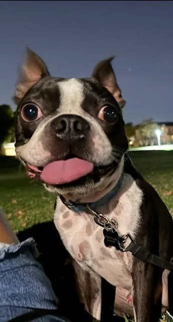 A young medium-sized male Boston Terrier dog named Onyx for adoption in Scottsdale, AZ